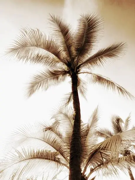 Photo of Silhouette of coconut tree