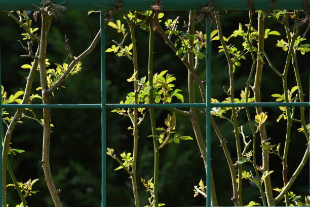 rose growing in the spring under morning sunshine in the fence