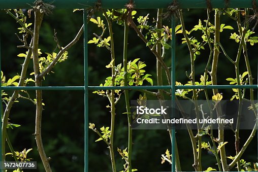 istock Sprouts of roses. 1472407736