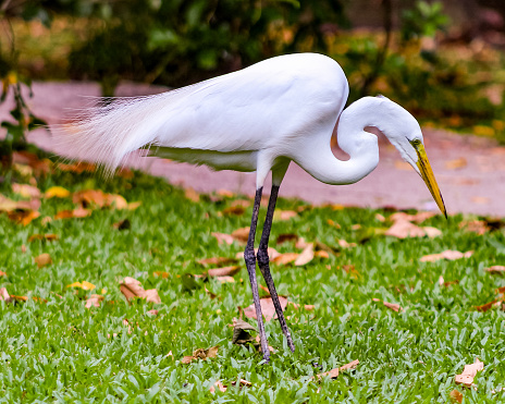 Egret, Great Egret (Ardea alba), White Egret on a lawn. white bird, white bird,
