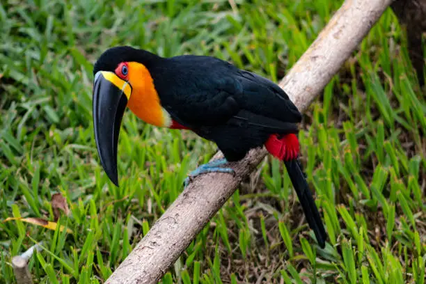A black and yellow toucan, with a blurred background