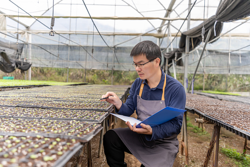 A male farmer works in a seedling greenhouse