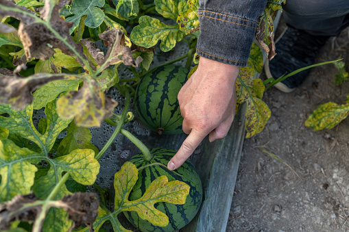 A hand pointing at a watermelon in the melon field