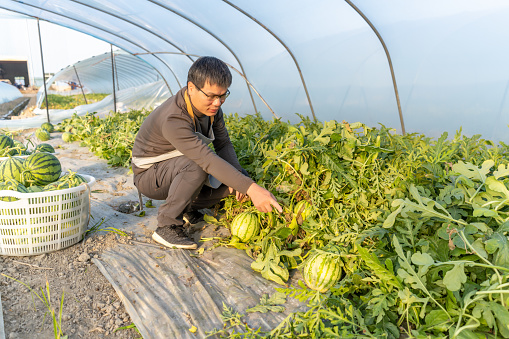A male farmer harvests ripe watermelon in the greenhouse