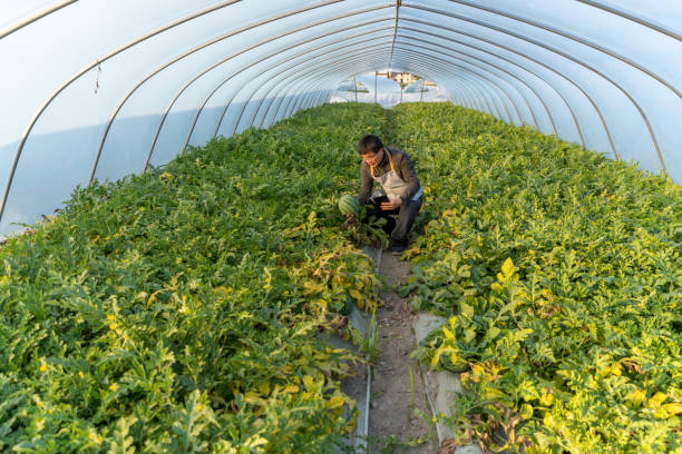 istock A male farmer is working in the greenhouse with a tablet computer 1472409638