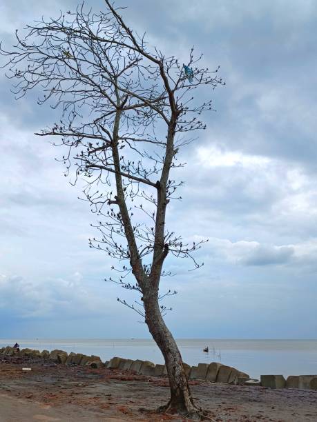 istock A dead tree at the beach with sea as the background 1472410192