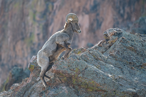 Big Horn ram sheep, near Pikes Peak climbing high on a rock outcrop in the Garden of the Gods with massive sandstone rock formation in background in Colorado Springs, Colorado USA of North America.