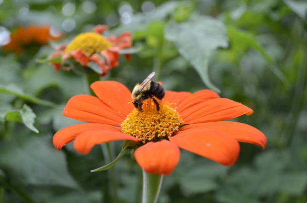 istock Bee Pollinating an Orange and Yellow Flower 1472411943