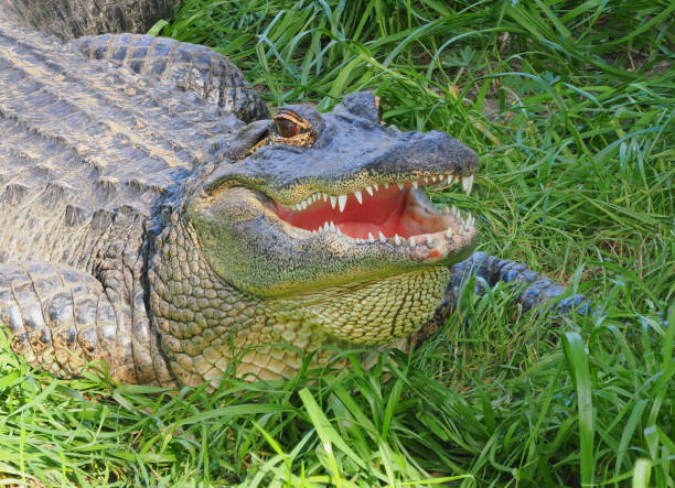 istock An Alligator Rests in the Tall Grass Next to the Florida River 1472413421