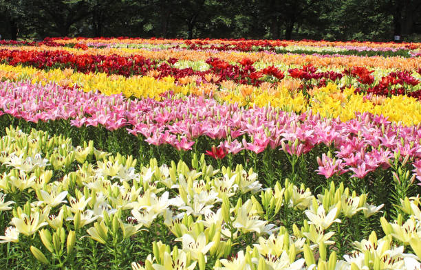 istock Lilies in full bloom in the lily garden 1472413911