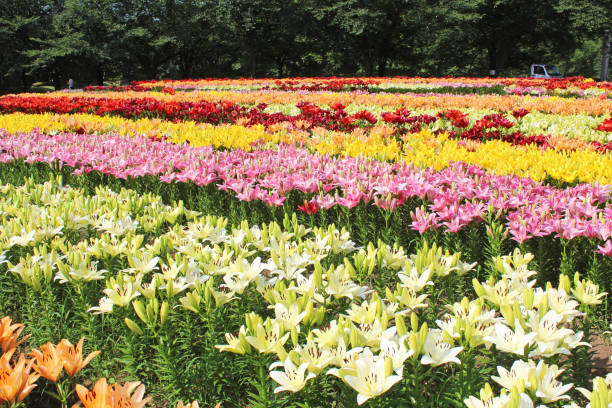 istock Lilies in full bloom in the lily garden 1472414756