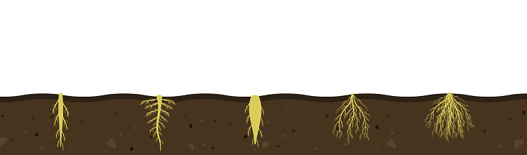 Variety of root systems in soil. Vector illustration of black soil section. Visual aid of fibrous and taproot rhizomes of plants.