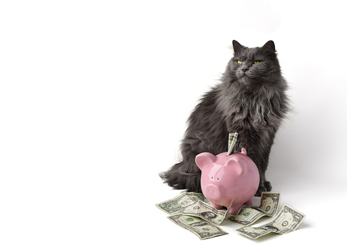 Cute fluffy gray cat sitting behind pink piggy bank with cash money daydreaming