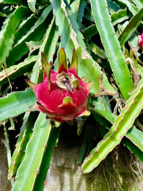 Plant beautiful dragon fruits exposed to dew in the morning dragon fruit flower stock pictures, royalty-free photos & images