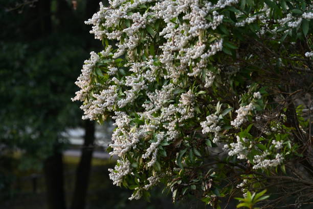 istock Japanese andromeda flowers. 1472416570