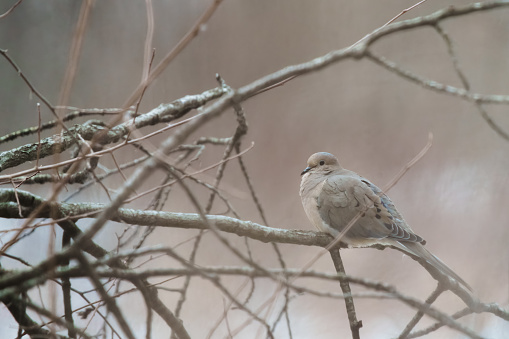 A Mourning Dove, Zenaida macroura, sits on a branch in a brushy woodland environment.