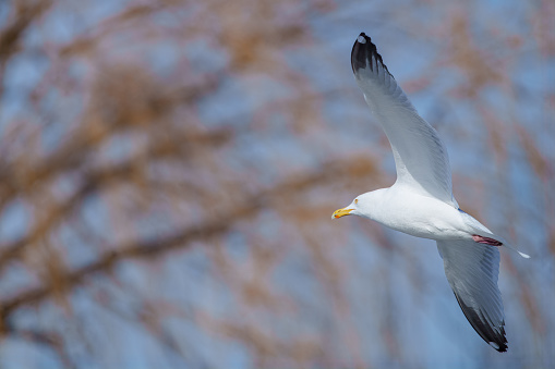 An adult Herring Gull, Larus argentatus, flies against a background of out of focus tree limbs.