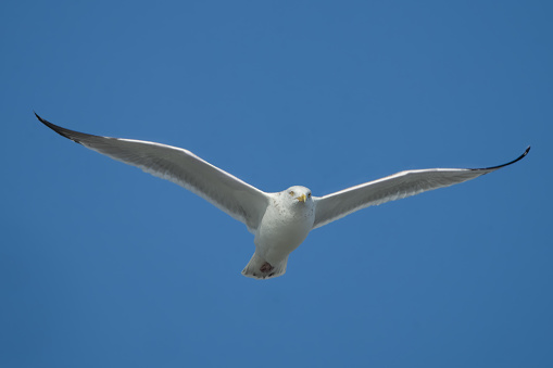 Herring Gull Soaring in Blue Sky