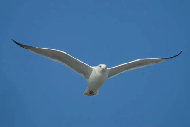 Photo of Herring Gull Soaring in Blue Sky
