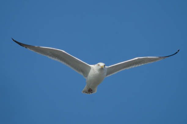 сельдевая чайка парит в голубом небе - herring gull стоковые фото и изображения