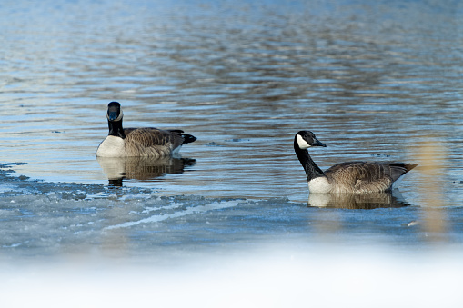Two Canada Geese, Branta canadensis, swimming near the ice on a melting pond.