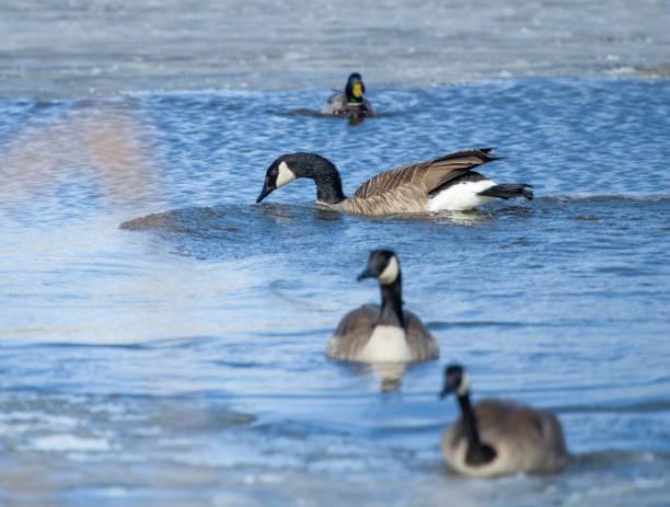 istock Three Geese and a Duck on Melting Pond 1472416886
