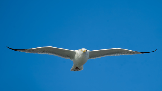 An adult Herring Gull, Larus argentatus, glides against a clear blue sky.