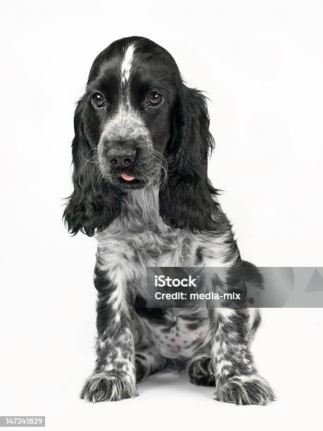 My Lovely Baby Dog Pepa Stock Photo - Download Image Now - Animal, Animal Mouth, Animal Tongue