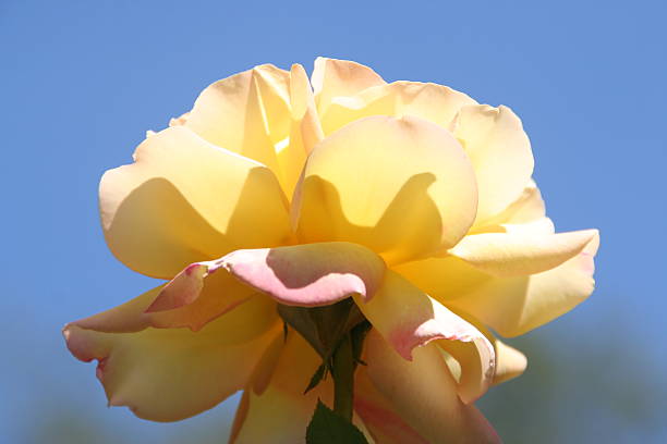 Yellow rose A full flourish yellow rose in sunlight. schenken stock pictures, royalty-free photos & images