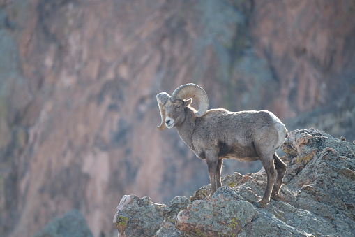 Big Horn ram sheep, near Pikes Peak standing high on a rock outcrop in the Garden of the Gods with massive sandstone rock formation in background in Colorado Springs, Colorado USA of North America.