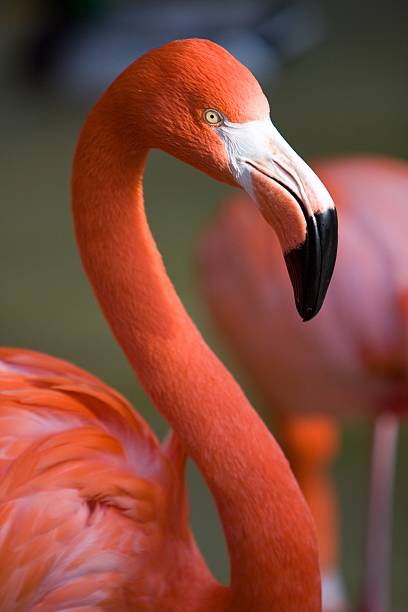 istock Brightly Colored Flamingo Portrait 147242042