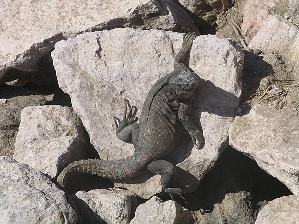 Large Lizard on the Rocks stock photo