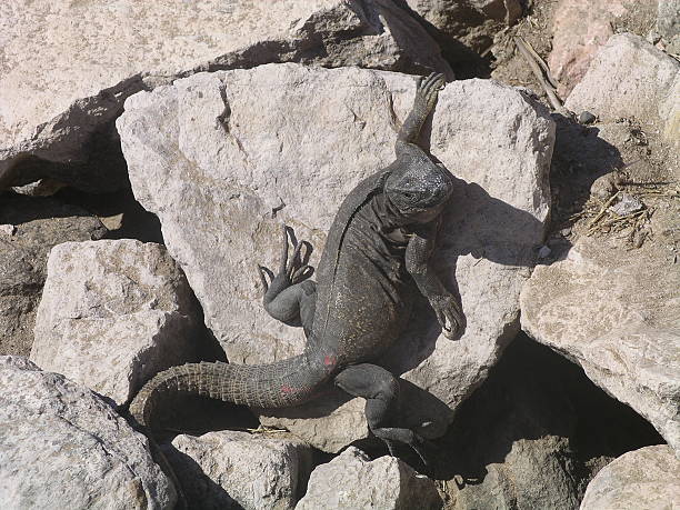 Grande Lizard on the Rocks - foto de acervo