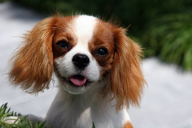 istock Cavalier KIng Charles Spaniel Puppy 147242051