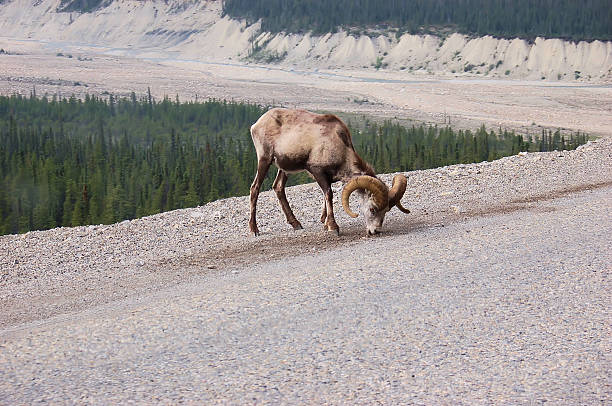 Alaska mouton Big Horn - Photo