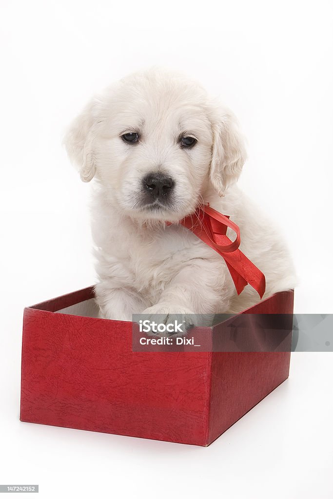 Golden retriever cachorro en red box - Foto de stock de Labrador dorado libre de derechos