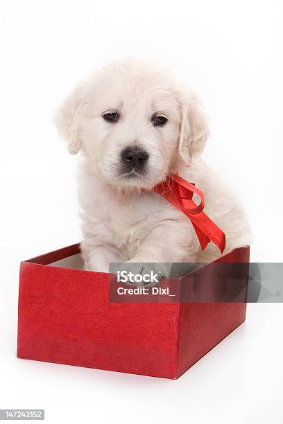 Golden Retriever Cachorro En Red Box Foto de stock y más banco de imágenes de Labrador dorado - Labrador dorado, Tristeza, Animal