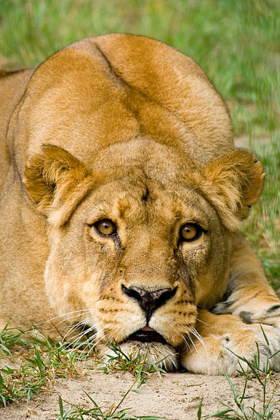 African Lion stock photo
