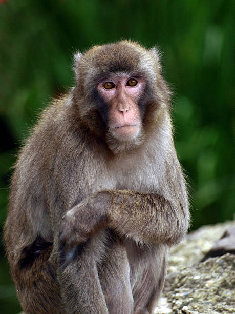 istock Portret of a monkey 147242251
