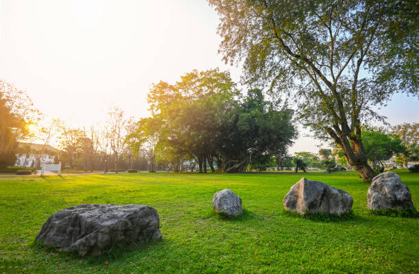 champ d’herbe verte naturelle au lever du soleil dans le parc avec soleil d’arbre sur l’herbe environnement vert parc public naturel, rocher herbe sur le terrain lever ou coucher du soleil paysage en été - beautiful tree day rock photos et images de collection