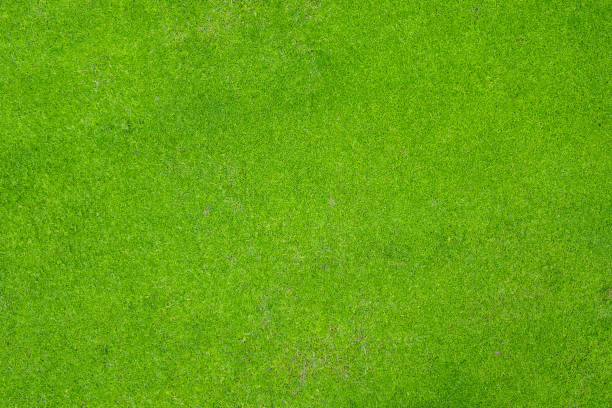 istock Beautifully mowed lawn on golf course 1472424428
