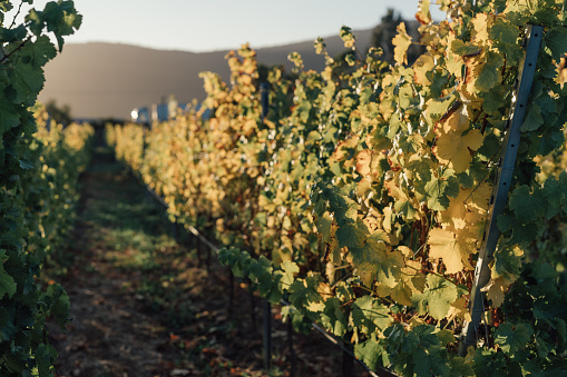 Grapevines glowing at golden hour. Lush summer vines in a Napa vineyard. Yellows and oranges shine from the sun in the background.