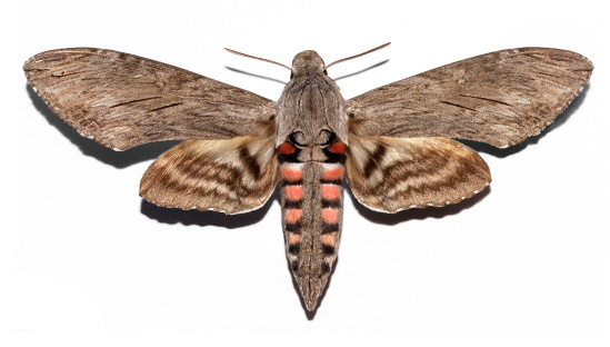 Isolated Agrius convolvuli butterfly,open wings,with shade on the white background