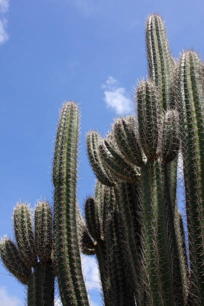 Giant pipe Cactus stock photo