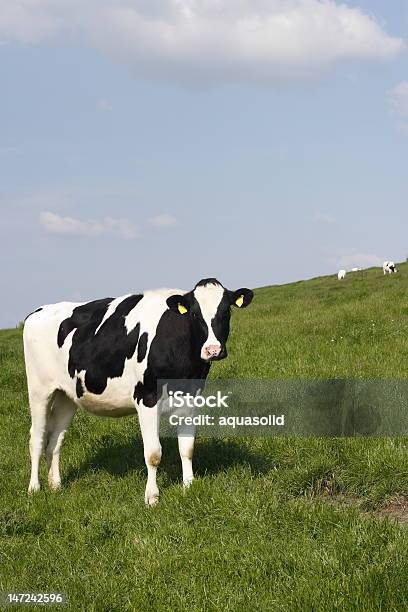 Vacca Di Sera Di Sole - Fotografie stock e altre immagini di Agricoltura - Agricoltura, Ambientazione esterna, Animale