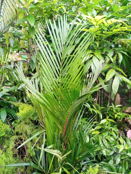 istock Cycas Revoluta 1472426601