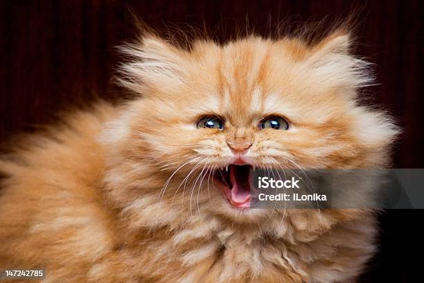 Kociak Hisses - zdjęcia stockowe i więcej obrazów Kot domowy - Kot domowy, Bez ludzi, Ciało zwierzęcia