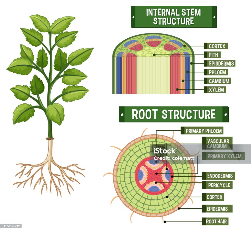 Internal Structures Science Internal Structure Of Plant Diagram Stock Illustration - Download Image ...