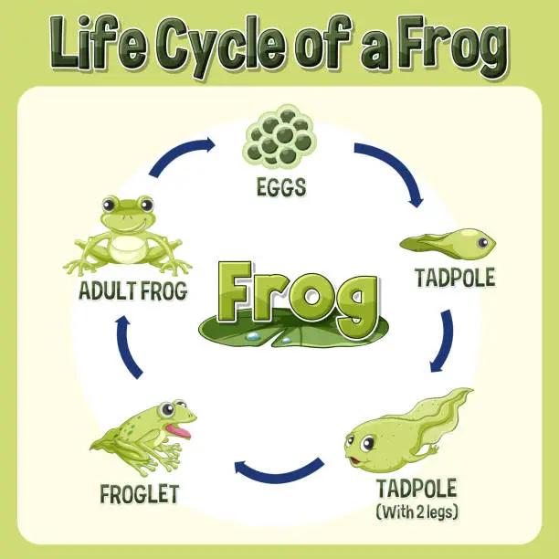 Vector illustration of Frog Life Cycle Diagram