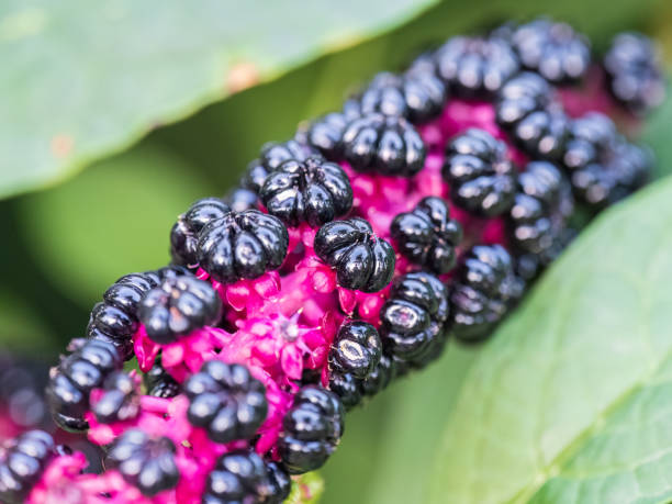 close-up de phytolacca acinosa roxo bagas pretas também conhecidas como pokeweeds, pokebush, pokeberry, pokeroot ou poke sallet. - poke weed - fotografias e filmes do acervo